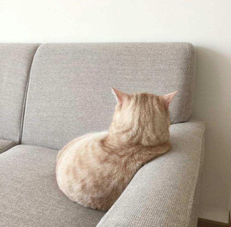 image - изображение на LocalQQ