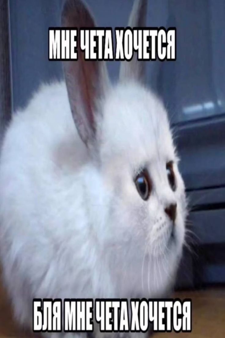 696444035ebd7_1768178691 - изображение на LocalQQ