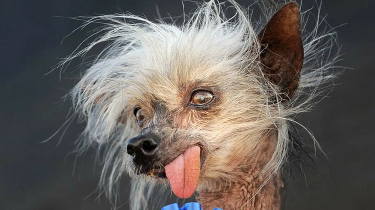 699cfca74b783_1771895975 - изображение на LocalQQ