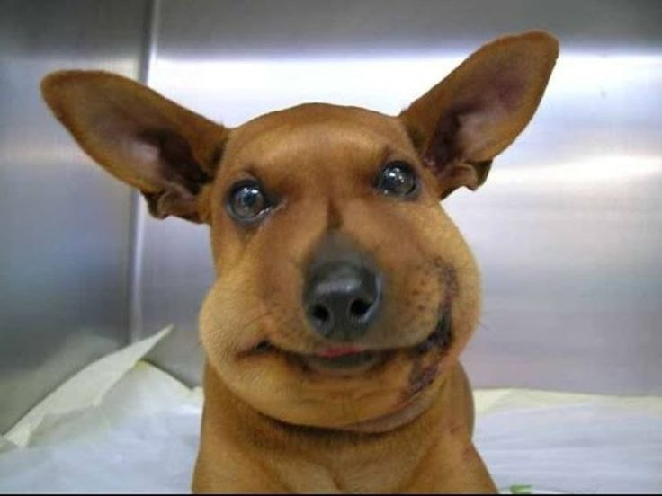 image - изображение на LocalQQ