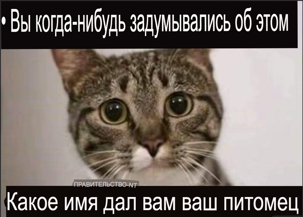 image - изображение на LocalQQ