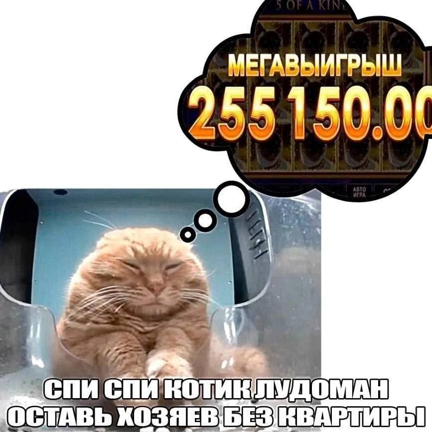 698296aa70122_1770165930 - изображение на LocalQQ