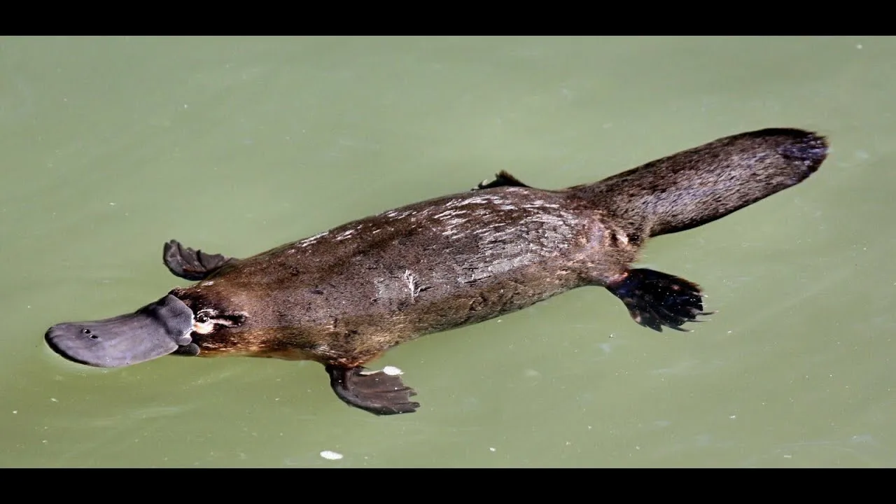 image - изображение на LocalQQ