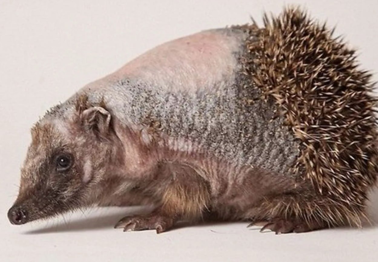 694b487e0c0d5_1766541438 - изображение на LocalQQ