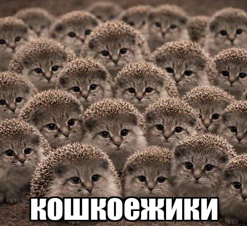 9IpNWi_1773254688 - изображение на LocalQQ