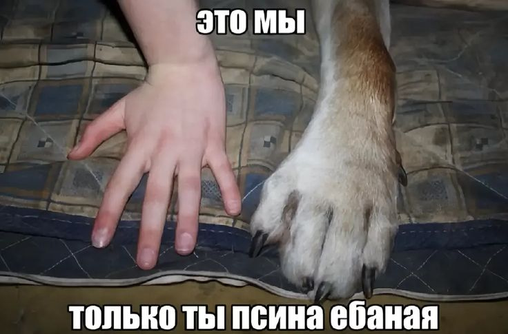 image - изображение на LocalQQ