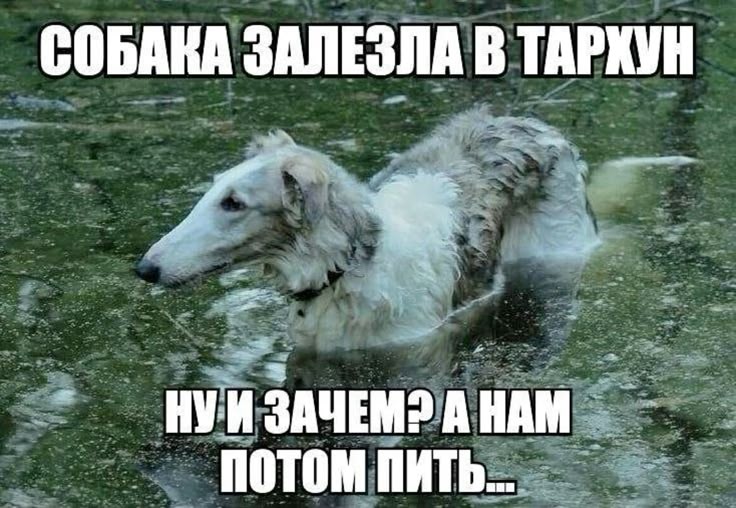 J0CYDo - изображение на LocalQQ