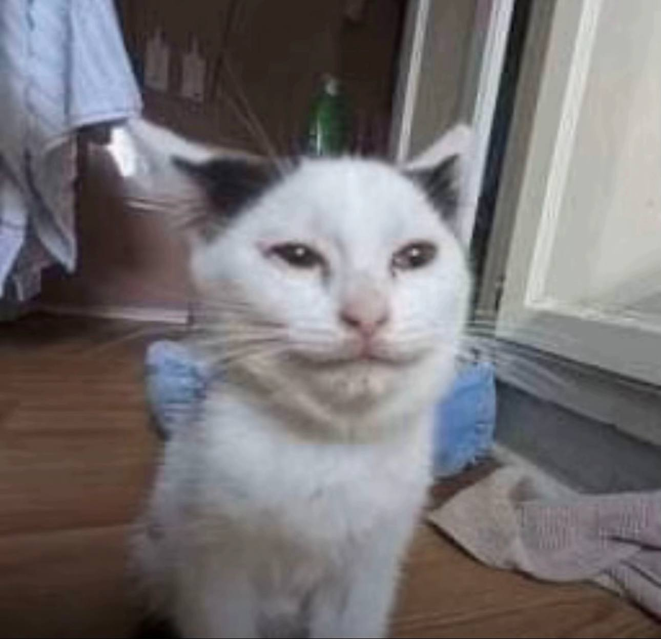 image - изображение на LocalQQ