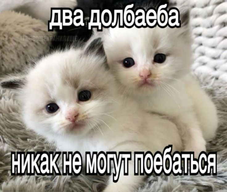 image - изображение на LocalQQ