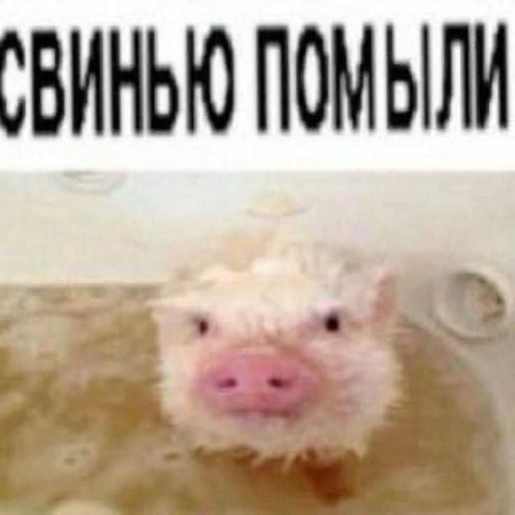 6993839ec955b_1771275166 - изображение на LocalQQ