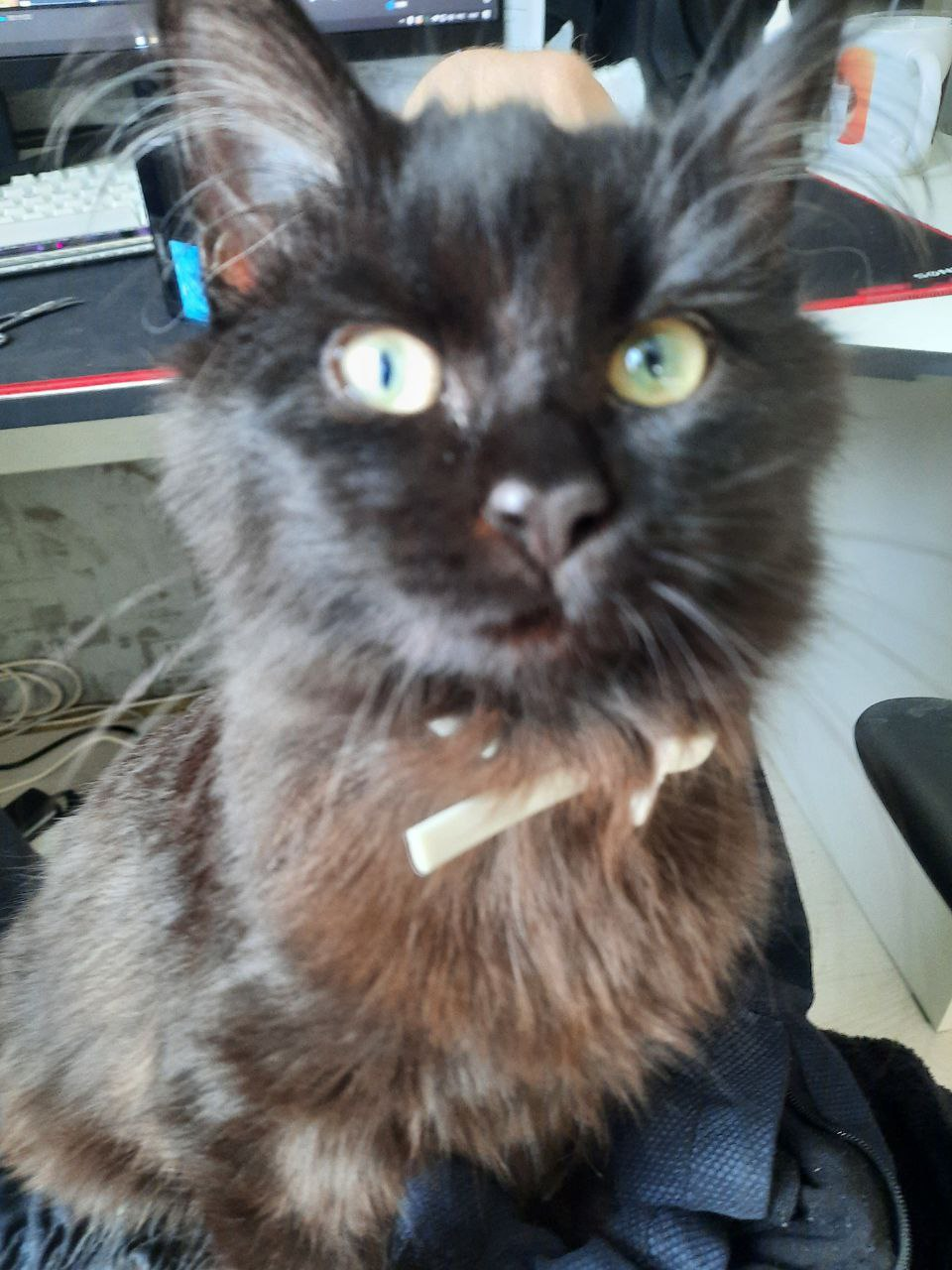 image - изображение на LocalQQ