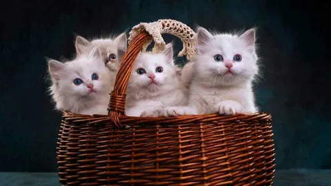 image - изображение на LocalQQ