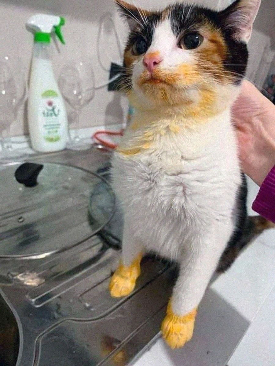 698e61f68d787_1770938870 - изображение на LocalQQ