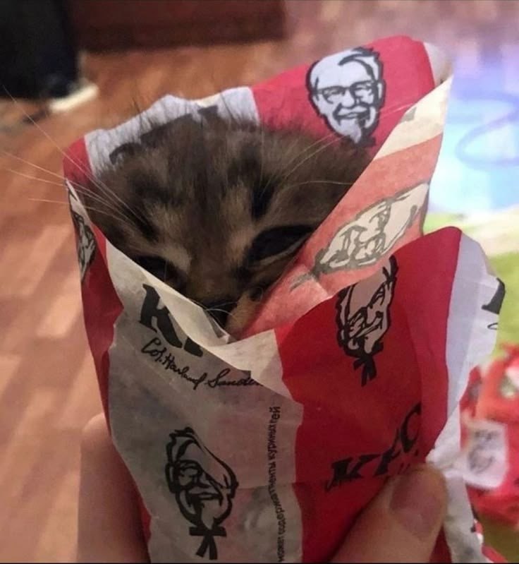 WhCQjk_1782503039 - изображение на LocalQQ