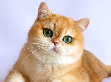 6994dd7a3e64b_1771363706 - изображение на LocalQQ