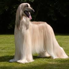 699cf9afeec45_1771895215 - изображение на LocalQQ