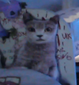 image - изображение на LocalQQ