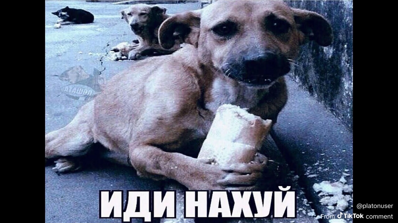 IMG_0928 - изображение на LocalQQ