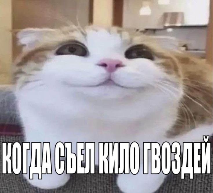 697138688e9cf_1769027688 - изображение на LocalQQ