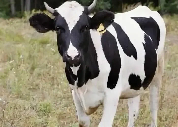 image - изображение на LocalQQ