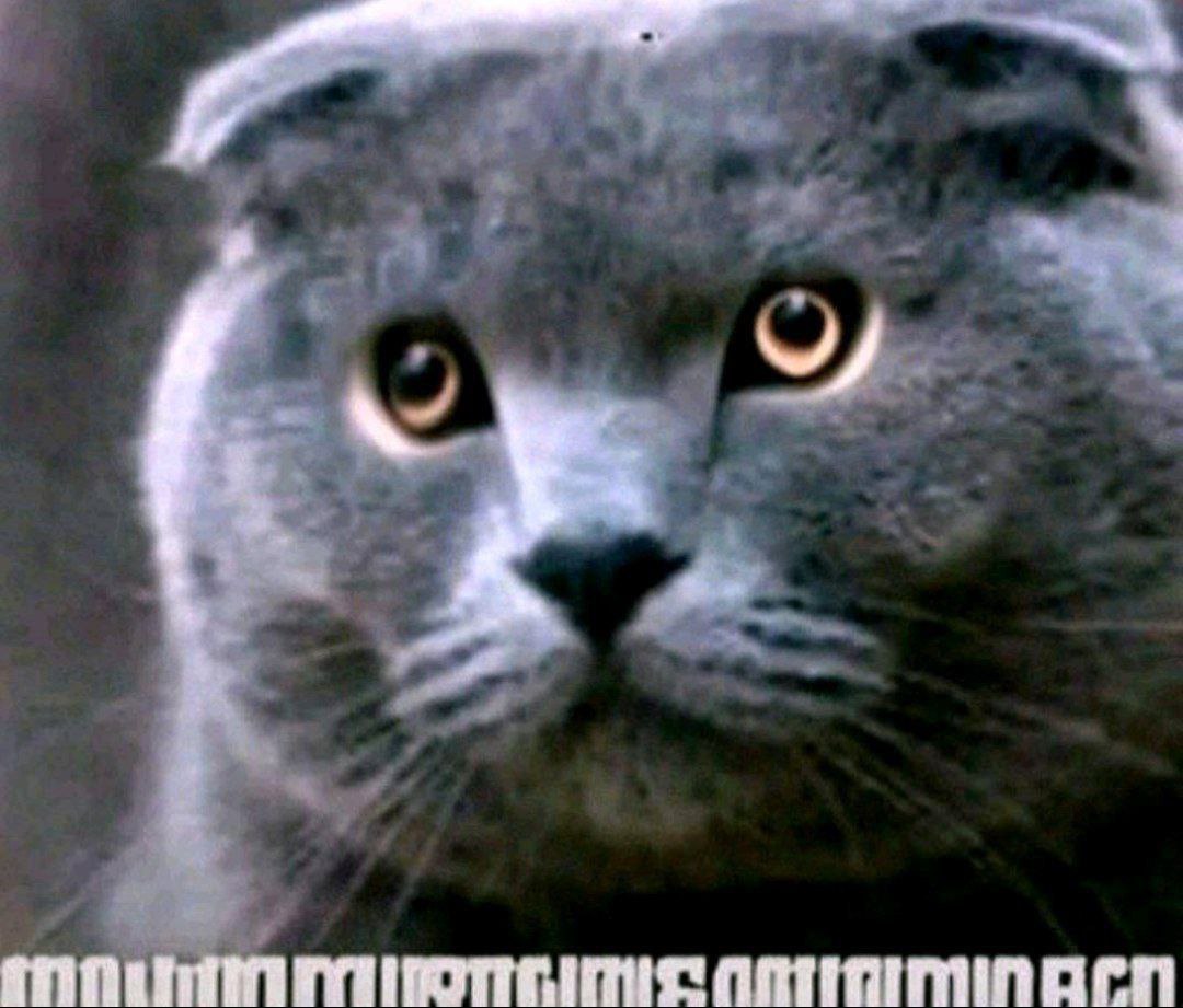 photo_2025-10-23_21-25-13 - изображение на LocalQQ