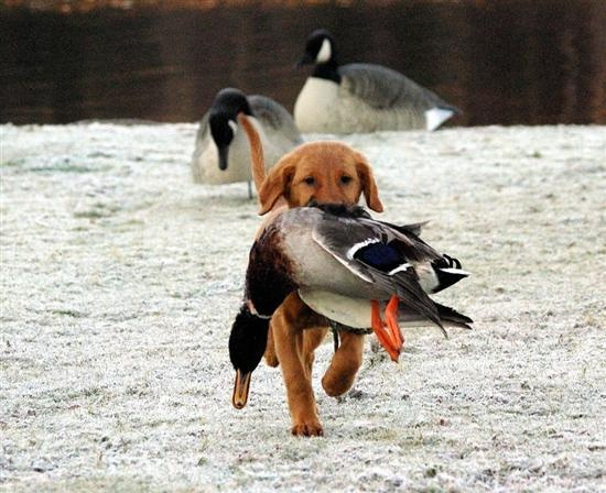 699cfda2be069_1771896226 - изображение на LocalQQ