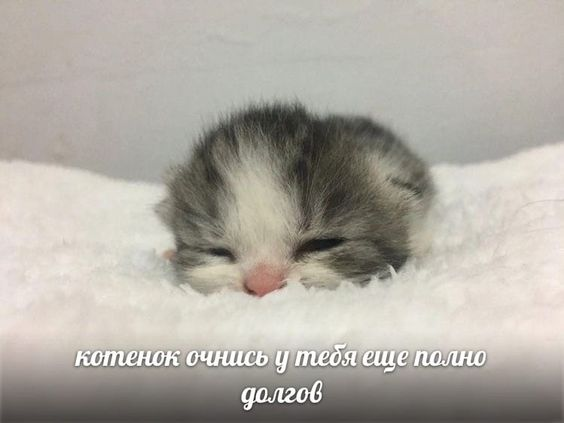 image - изображение на LocalQQ