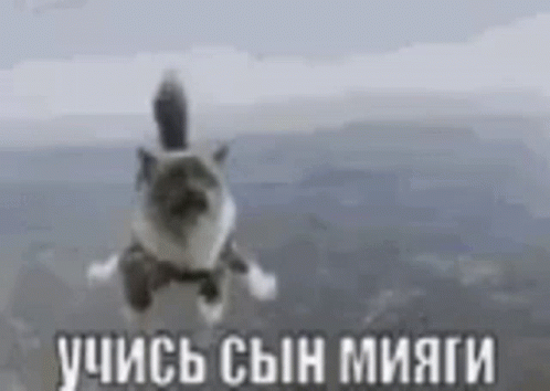 сынмияги - изображение на LocalQQ