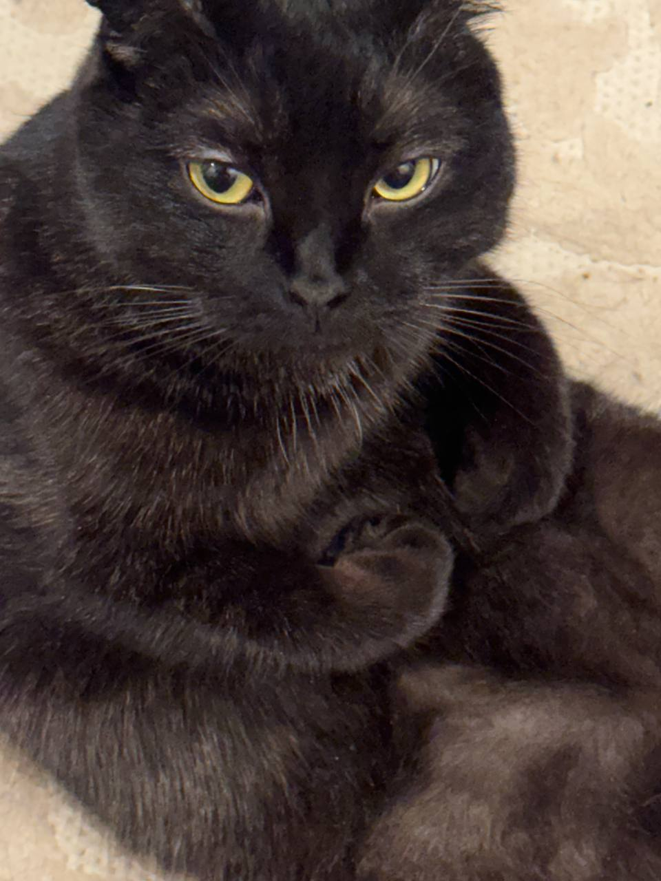 image - изображение на LocalQQ