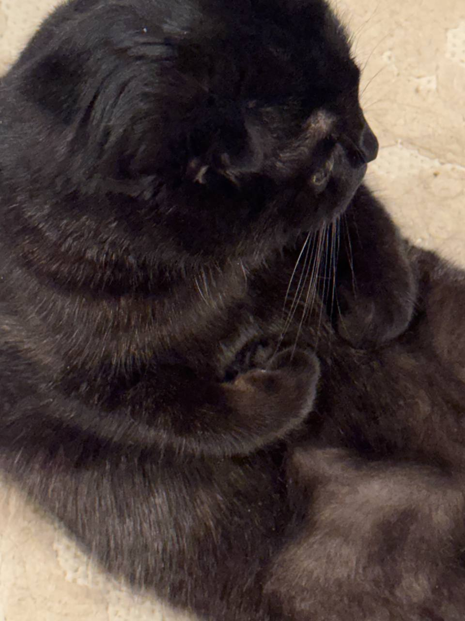 image - изображение на LocalQQ