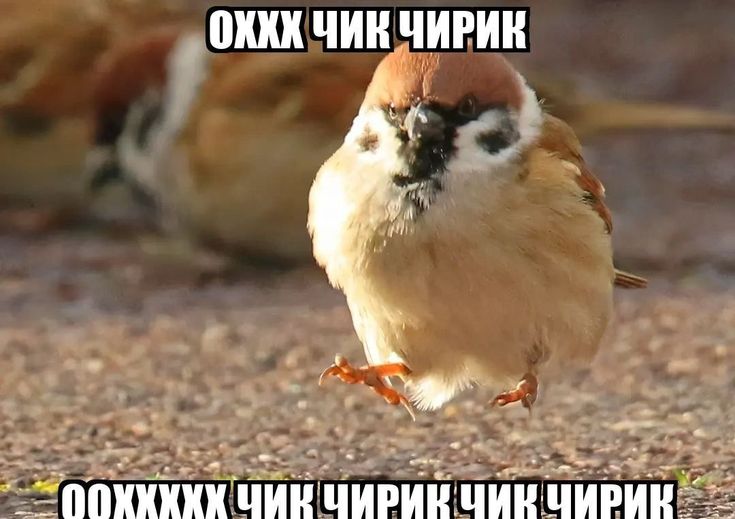 697137900617c_1769027472 - изображение на LocalQQ