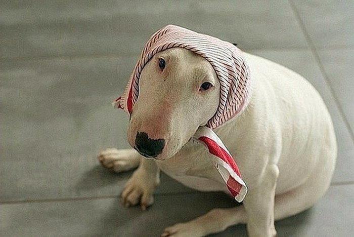 699cfe9bf3b47_1771896475 - изображение на LocalQQ