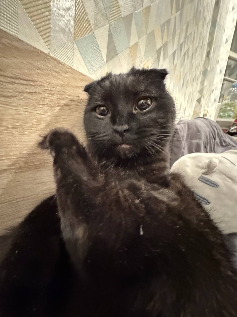 photo_2026-03-17_22-57-54 - изображение на LocalQQ