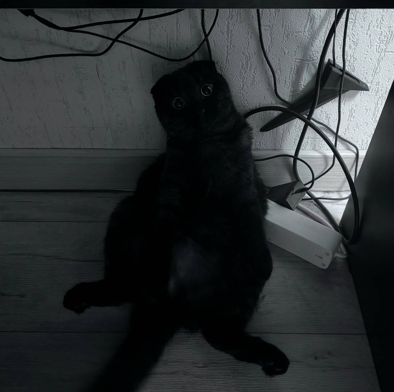 698fdb8168543_1771035521 - изображение на LocalQQ