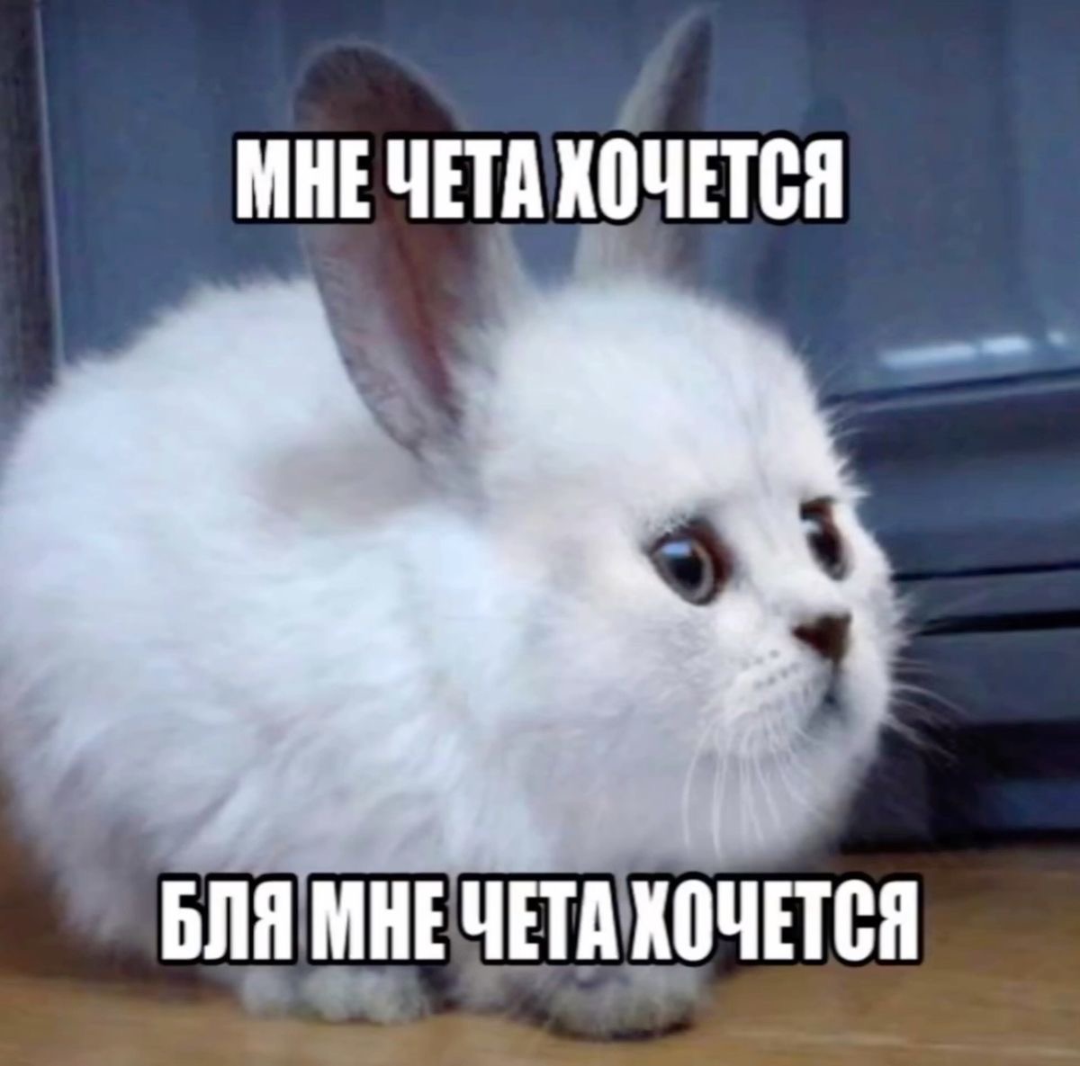 9FBD0808-3755-470A-9B80-CD2573E3C674 - изображение на LocalQQ