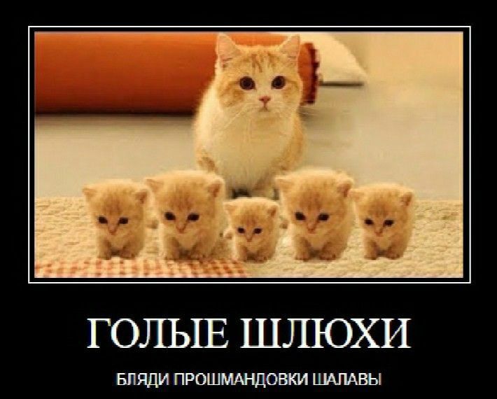 xCq6WM - изображение на LocalQQ