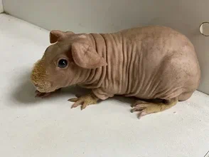 изображение_2026-04-05_220241272 - изображение на LocalQQ