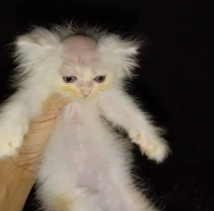 697ec97753bde_1769916791 - изображение на LocalQQ